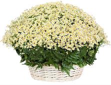 Цветочная композиция из Ромашки в корзине #REPLACE_PRED# Сыктывкаре